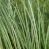 Oeverzegge (Carex Riparia) -Tuinplanten Winkel carex riparia