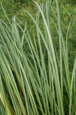 Oeverzegge (Carex Riparia)