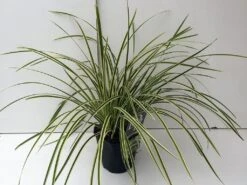 Japanse Zegge (Carex Morrowii 'Vanilla Ice')