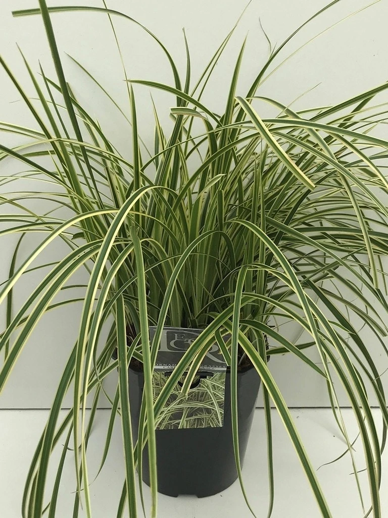 Japanse Zegge (Carex Morrowii 'Vanilla Ice') 4 Japanse Zegge (Carex Morrowii 'Vanilla Ice') - Afbeelding 2