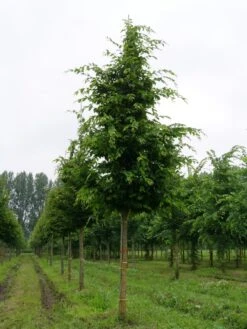 Haagbeuk Als Boom (Carpinus Betulus) 10 Haagbeuk Als Boom (Carpinus Betulus) -Tuinplanten Winkel carpinus betulus s 25 30 1