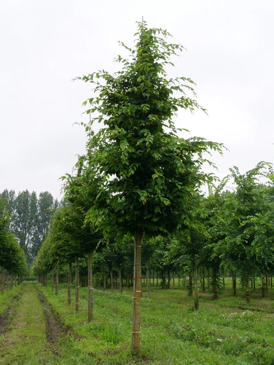 Haagbeuk Als Boom (Carpinus Betulus) 5 Haagbeuk Als Boom (Carpinus Betulus) - Afbeelding 3