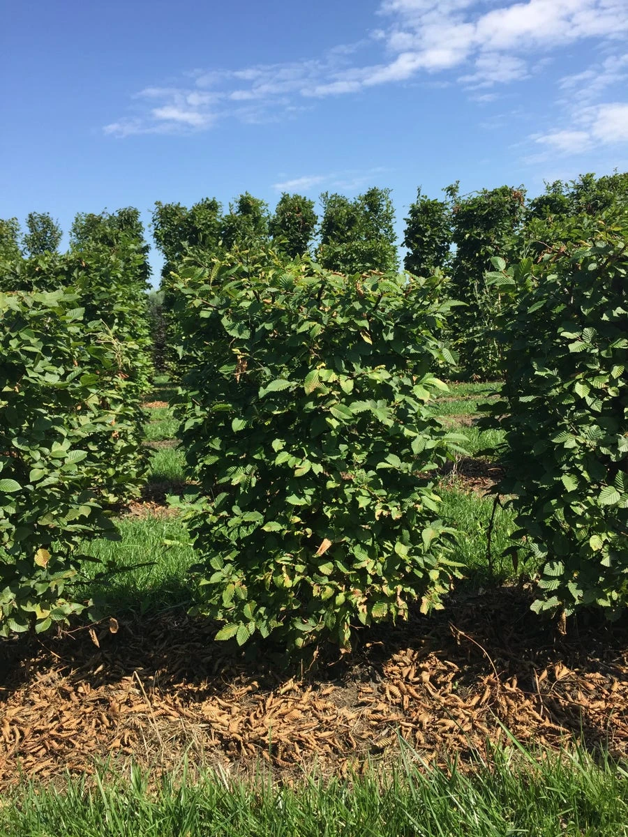 Haagbeuk Als Haagelement (Carpinus Betulus) 9 Haagbeuk Als Haagelement (Carpinus Betulus) - Afbeelding 7