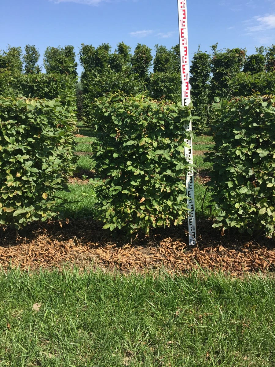 Haagbeuk Als Haagelement (Carpinus Betulus) 10 Haagbeuk Als Haagelement (Carpinus Betulus) - Afbeelding 8