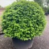 Haagbeuk Als Bolvorm (Carpinus Betulus)