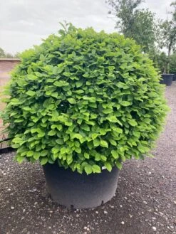 Haagbeuk Als Bolvorm (Carpinus Betulus)