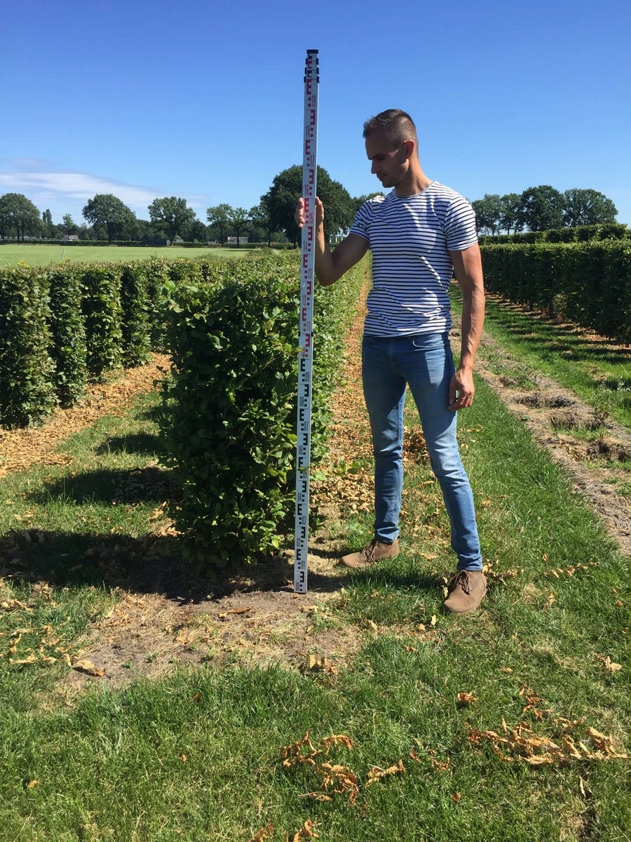 Haagbeuk Als Haagelement (Carpinus Betulus) 12 Haagbeuk Als Haagelement (Carpinus Betulus) - Afbeelding 10