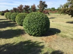 Haagbeuk Als Bolvorm (Carpinus Betulus) -Tuinplanten Winkel carpinus betulus 140 cm breed bol drkl 1