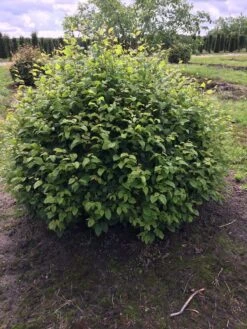 Haagbeuk Als Bolvorm (Carpinus Betulus) -Tuinplanten Winkel carpinus betulus 140 cm breed bol drkl 2