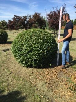 Haagbeuk Als Bolvorm (Carpinus Betulus) -Tuinplanten Winkel carpinus betulus 140 cm breed bol drkl 3