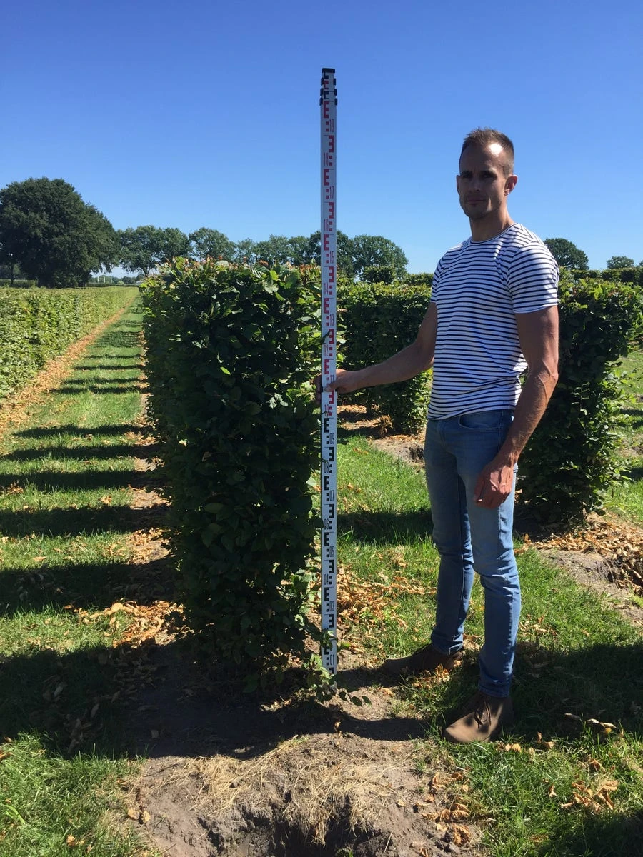 Haagbeuk Als Haagelement (Carpinus Betulus) 14 Haagbeuk Als Haagelement (Carpinus Betulus) - Afbeelding 12