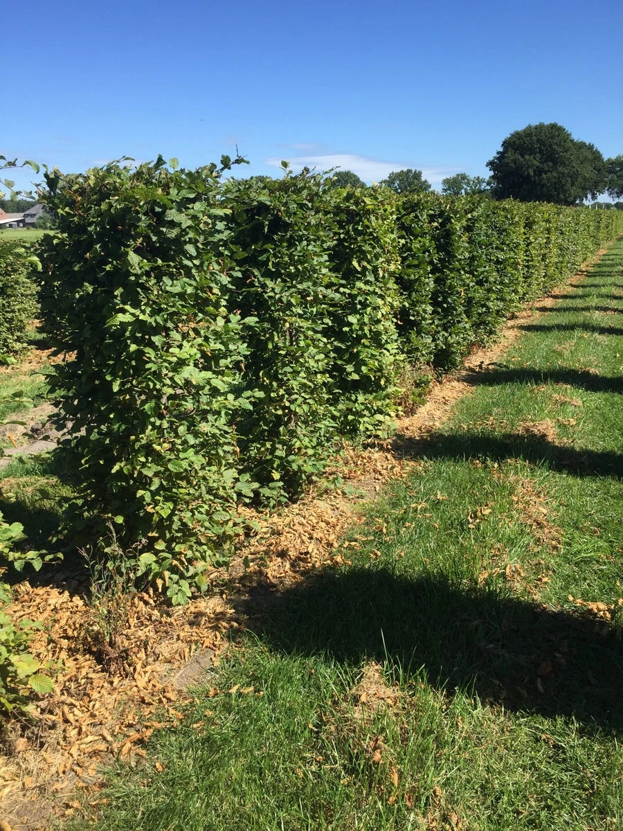 Haagbeuk Als Haagelement (Carpinus Betulus) 15 Haagbeuk Als Haagelement (Carpinus Betulus) - Afbeelding 13