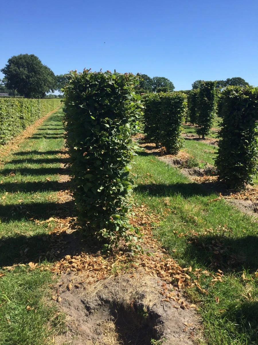 Haagbeuk Als Haagelement (Carpinus Betulus) 16 Haagbeuk Als Haagelement (Carpinus Betulus) - Afbeelding 14