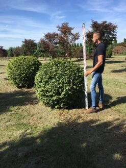 Haagbeuk Als Bolvorm (Carpinus Betulus) -Tuinplanten Winkel carpinus betulus 160 cm breed bol drkl 1