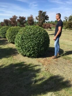 Haagbeuk Als Bolvorm (Carpinus Betulus) -Tuinplanten Winkel carpinus betulus 160 cm breed bol drkl 3