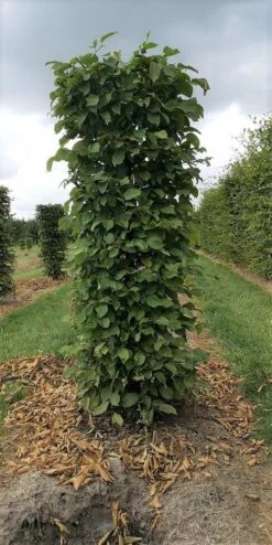 Haagbeuk Als Haagelement (Carpinus Betulus) 36 Haagbeuk Als Haagelement (Carpinus Betulus) -Tuinplanten Winkel carpinus betulus 180 x 50 x 50 cm drkl haagelement