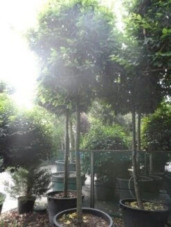 Haagbeuk In Kubusvorm (Carpinus Betulus) 9 Haagbeuk In Kubusvorm (Carpinus Betulus) -Tuinplanten Winkel carpinus betulus 20 25ho c240 kubus 1