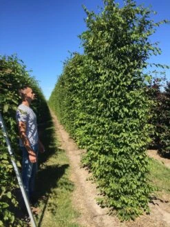 Haagbeuk Als Haagelement (Carpinus Betulus) 27 Haagbeuk Als Haagelement (Carpinus Betulus) -Tuinplanten Winkel carpinus betulus 350x50x50 haagelement