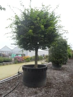 Haagbeuk Als Bolboom (Carpinus Betulus) -Tuinplanten Winkel carpinus betulus 40 45ha c1000 bol