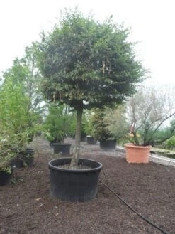 Haagbeuk Als Bolboom (Carpinus Betulus) -Tuinplanten Winkel carpinus betulus 40 45ho c1000 bol 1