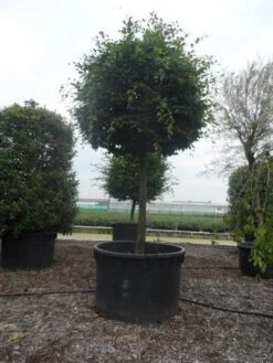 Haagbeuk Als Bolboom (Carpinus Betulus) -Tuinplanten Winkel carpinus betulus 40 45ho c1000 bol 2 1