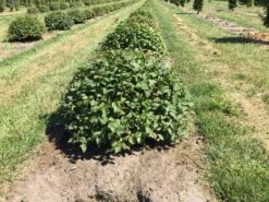 Haagbeuk Als Bolvorm (Carpinus Betulus) -Tuinplanten Winkel carpinus betulus 60 cm breed bol drkl 2
