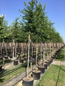 Haagbeuk Als Boom (Carpinus Betulus) 11 Haagbeuk Als Boom (Carpinus Betulus) -Tuinplanten Winkel carpinus betulus 7
