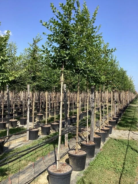 Haagbeuk Als Boom (Carpinus Betulus) 6 Haagbeuk Als Boom (Carpinus Betulus) - Afbeelding 4