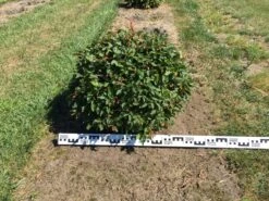 Haagbeuk Als Bolvorm (Carpinus Betulus) -Tuinplanten Winkel carpinus betulus 70 cm breed bol drkl 3