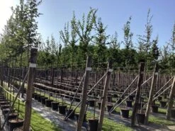 Haagbeuk Als Boom (Carpinus Betulus) 12 Haagbeuk Als Boom (Carpinus Betulus) -Tuinplanten Winkel carpinus betulus 8