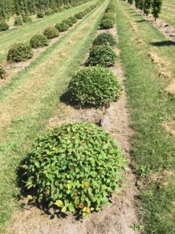 Haagbeuk Als Bolvorm (Carpinus Betulus) -Tuinplanten Winkel carpinus betulus 80 cm breed bol drkl 1