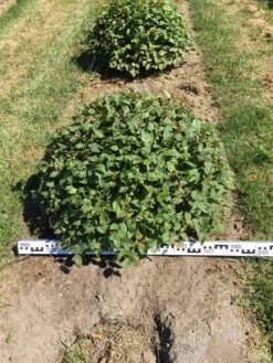 Haagbeuk Als Bolvorm (Carpinus Betulus) -Tuinplanten Winkel carpinus betulus 80 cm breed bol drkl 2