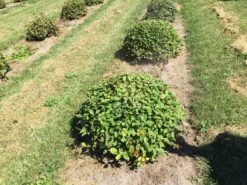 Haagbeuk Als Bolvorm (Carpinus Betulus) -Tuinplanten Winkel carpinus betulus 80 cm breed bol drkl 3