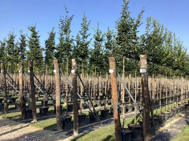 Haagbeuk Als Boom (Carpinus Betulus) 8 Haagbeuk Als Boom (Carpinus Betulus) - Afbeelding 6