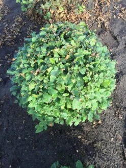 Haagbeuk Als Bolvorm (Carpinus Betulus) -Tuinplanten Winkel carpinus betulus 90 cm breed bol drkl 1