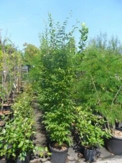 Zuilhaagbeuk (Carpinus Betulus 'Frans Fontaine') -Tuinplanten Winkel carpinus betulus fastigiata 175 200 250 c25 1
