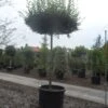 Haagbeuk Als Dakboom (Carpinus Betulus) 1 Haagbeuk Als Dakboom (Carpinus Betulus) -Tuinplanten Winkel carpinus betulus fastigiata 25 30ho c500 dakvorm