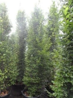 Zuilhaagbeuk (Carpinus Betulus 'Frans Fontaine') -Tuinplanten Winkel carpinus betulus fastigiata 300 350 c70 1