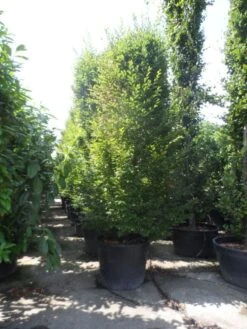 Zuilhaagbeuk (Carpinus Betulus 'A. Beeckman') -Tuinplanten Winkel carpinus betulus fastigiata 300 400 c350 zuil