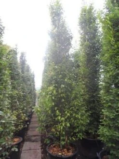 Zuilhaagbeuk (Carpinus Betulus 'Frans Fontaine') -Tuinplanten Winkel carpinus betulus fastigiata 350 400 c90