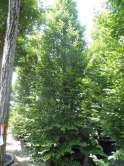 Zuilhaagbeuk (Carpinus Betulus 'Frans Fontaine') -Tuinplanten Winkel carpinus betulus fastigiata 500 600 700 c500 2 2