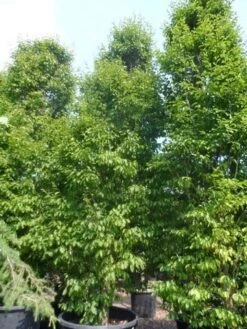 Zuilhaagbeuk (Carpinus Betulus 'Frans Fontaine') -Tuinplanten Winkel carpinus betulus fastigiata 500 600 c500 1