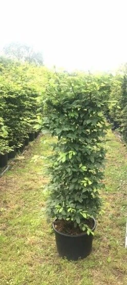 Haagbeuk Als Haagelement (Carpinus Betulus) 38 Haagbeuk Als Haagelement (Carpinus Betulus) -Tuinplanten Winkel carpinus betulus h100x50x50