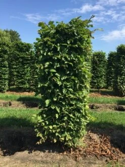 Haagbeuk Als Haagelement (Carpinus Betulus) 25 Haagbeuk Als Haagelement (Carpinus Betulus) -Tuinplanten Winkel carpinus betulus h150x60x60cm