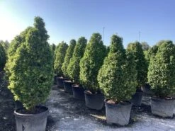 Haagbeuk (Carpinus Betulus 'Monumentalis') 9 Haagbeuk (Carpinus Betulus 'Monumentalis') -Tuinplanten Winkel carpinus betulus monumentalis 8