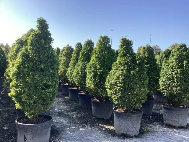 Haagbeuk (Carpinus Betulus 'Monumentalis') 6 Haagbeuk (Carpinus Betulus 'Monumentalis') - Afbeelding 4