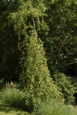 Treurhaagbeuk (Carpinus Betulus 'Pendula') -Tuinplanten Winkel carpinus betulus pendula01