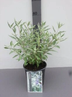 Caryopteris (Caryopteris X Clandonensis 'Sterling Silver') -Tuinplanten Winkel caryopteris cl. sterling silver