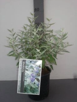 Caryopteris (Caryopteris X Clandonensis 'Sterling Silver') -Tuinplanten Winkel caryopteris cl. sterling silver 2
