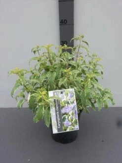 Caryopteris (Caryopteris 'White Surprise') -Tuinplanten Winkel caryopteris cl. white surprise